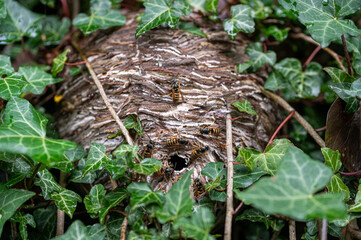 Wasp nest hidden amongst ivy