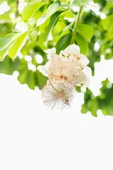 Foto op Canvas White Baobab flower (Adansonia digitata), Senegal, rainy season © Diversity Studio
