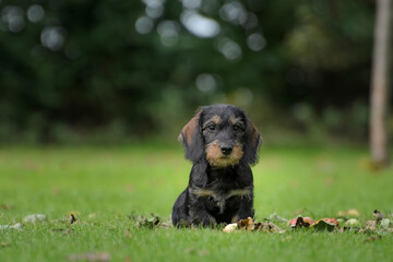 Dackelwelpe auf Wiese