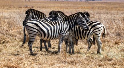 Fototapeta na wymiar A small herd of zebras clumping together. Photographed in South Africa.
