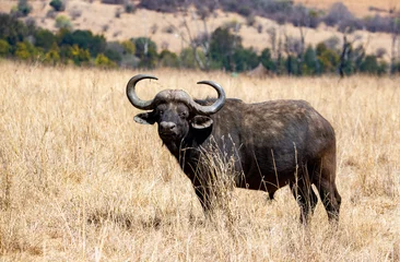 Fototapeten Cape buffalo roaming the African plains. © Jurie