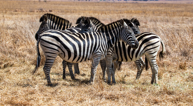 A small herd of zebras clumping together.  Photographed in South Africa.