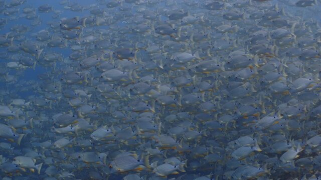 Huge aggregation of Sailfin Snapper (Symphorichthys spilurus) swim together in tropical blue water