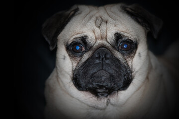Portrait of a pug.