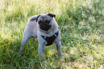 A little pug stands in the backlight in the meadow.