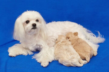 small maltipu puppies suck milk from their mother