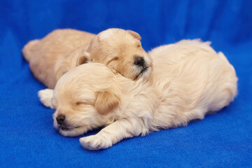 two very small maltipu puppies are sleeping in an embrace. photo shoot on a blue background