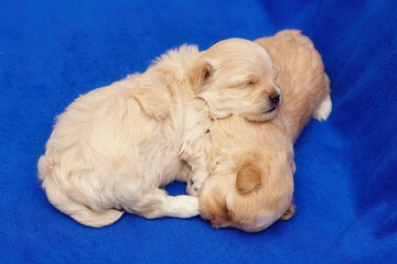 two very small maltipu puppies are sleeping in an embrace. photo shoot on a blue background