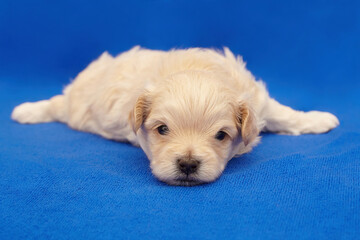 very small puppy Maltipu. photo shoot on a blue background