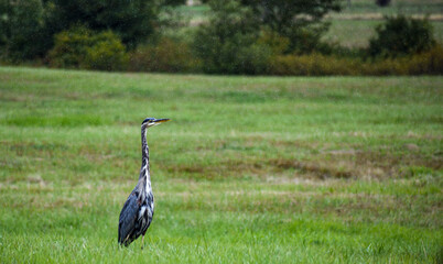 Blue Heron in a Green Field with copy space