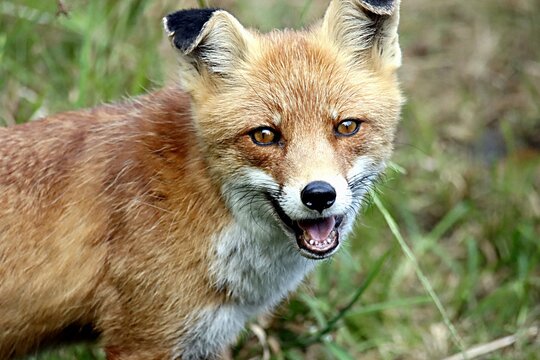 renard