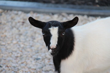 goat on a farm