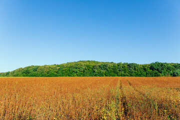 Fototapeta premium Yellow Field and Beautiful Sunset