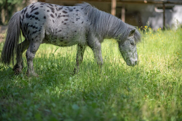 An elderly beautiful purebred pony walks through the woods.