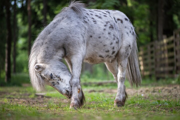 Fototapeta premium An elderly beautiful purebred pony walks through the woods.