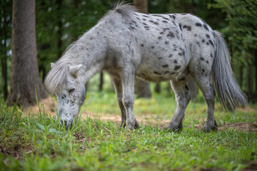 Obraz premium An elderly beautiful purebred pony walks through the woods.