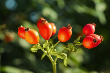 Ripe rose hip berries outdoors on sunny day, closeup