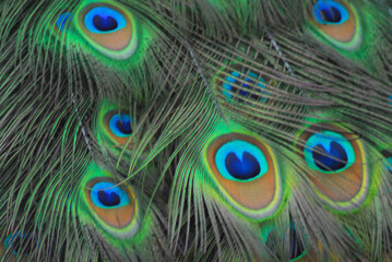 ABSTRACT- Extreme Full Frame Close Up of Beautifully Colorful Peacock Feathers