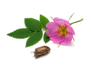 roseship pink flower with cockchafer