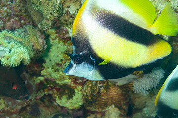 Fish of the Red Sea. Red Sea bannerfish