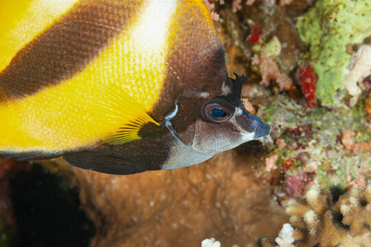 Fish of the Red Sea. Red Sea bannerfish