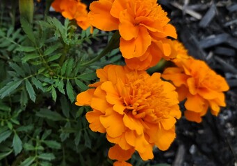 orange chrysanthemum flower