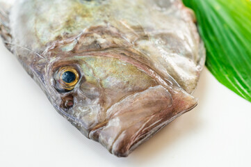 魚の顔　マトウダイ