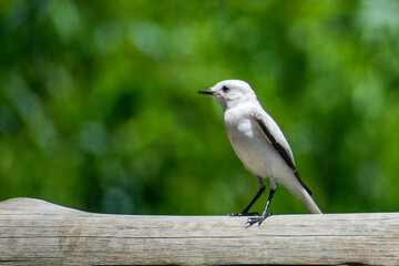 Monjita Blanca white Nun Xolmis irupero perched on a trunk