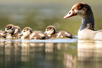 Egyptian goose chicks swimming in a little pond in Cologne, Germany at a sunny day in summer.