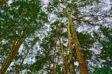 Fototapeta premium trees in the forest