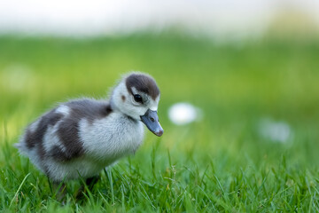 Cute Egyptian goose chicks walking on a meadow at the so called Kalscheurer Weiher, a pond in Cologne, Germany at a sunny day in summer.
