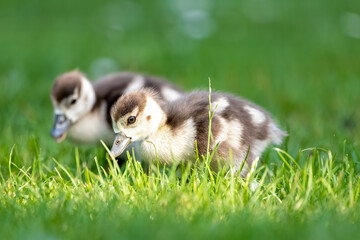 Obraz premium Cute Egyptian goose chicks walking on a meadow at the so called Kalscheurer Weiher, a pond in Cologne, Germany at a sunny day in summer.