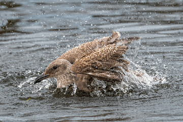 Young Western Gull (Larus occidentalis) Cleaning its Plumage