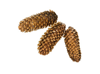Spruce cones isolated on white