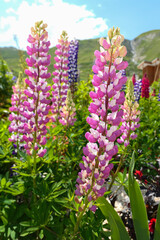 Beautiful colored lupine flower. Close up on group of pink lupinus. 