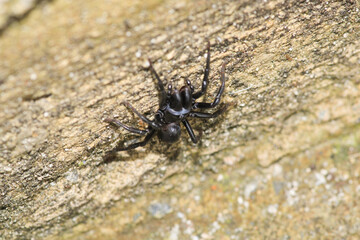 segestriidae black spider macro photo