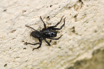 segestriidae black spider macro photo