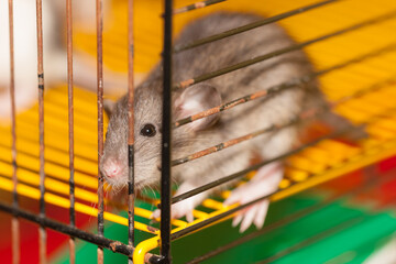 domestic brown rat