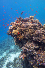 Fototapeta na wymiar Colorful, picturesque coral reef at the bottom of tropical sea, hard corals, underwater landscape