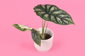 Topical 'Alocasia Baginda Dragon Scale' houseplant in flower pot on pink background