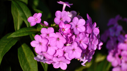 Phlox flowers of pink color on a summer day outdoors close-up. 