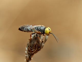 Wasp with big yellow eyes. Family Crabronidae. Genus Tachysphex.   