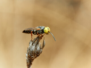 Wasp with big yellow eyes. Family Crabronidae. Genus Tachysphex.   