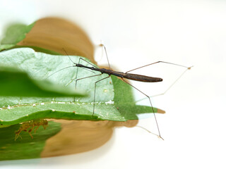 Aquatic stick insect. Hydrometra stagnorum.