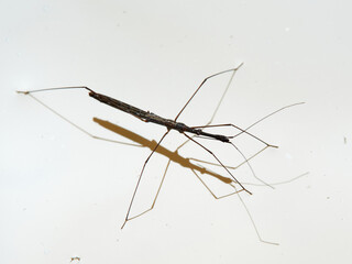 Aquatic stick insect. Hydrometra stagnorum.
