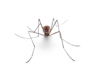 Common mosquito in a white background. Family Culicidae