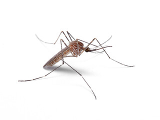 Common mosquito in a white background. Family Culicidae