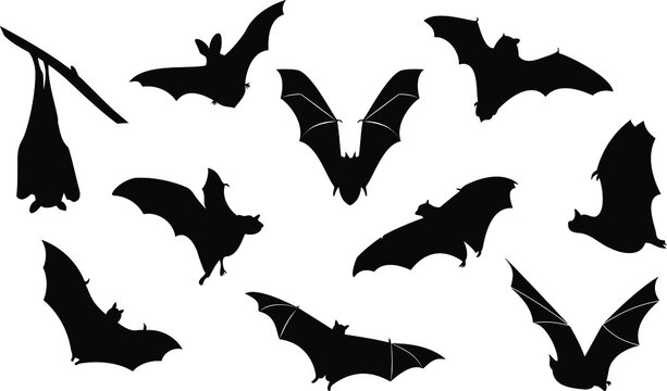 Vector of the Halloween bats