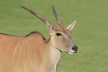 Naklejka na ściany i meble Young male eland antelope looking at sunset. 
