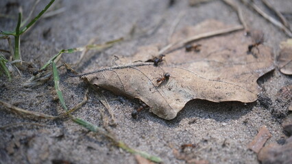 Ants on a dry leaf in autumn